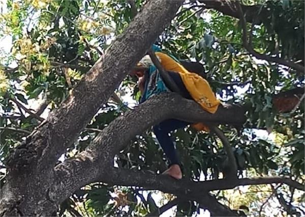 uttar pradesh tree uttarakhand woman home