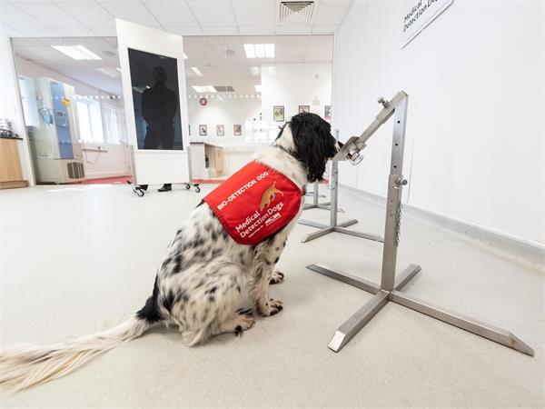 can covid dogs sniff out dangerous virus uk begins testing