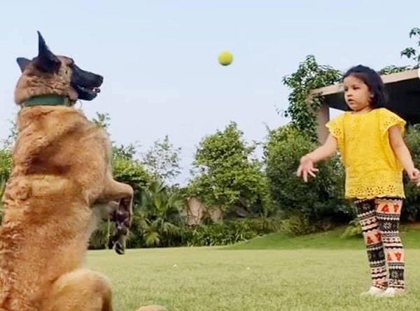 dhoni  s dog catches brilliant catch  jiva is training  video 