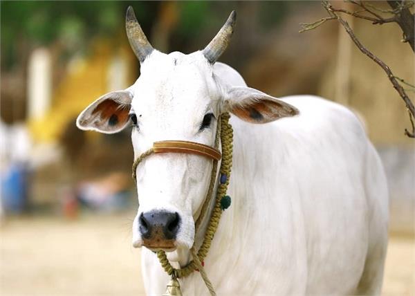 pregnant cow by feeding explosive man arrested