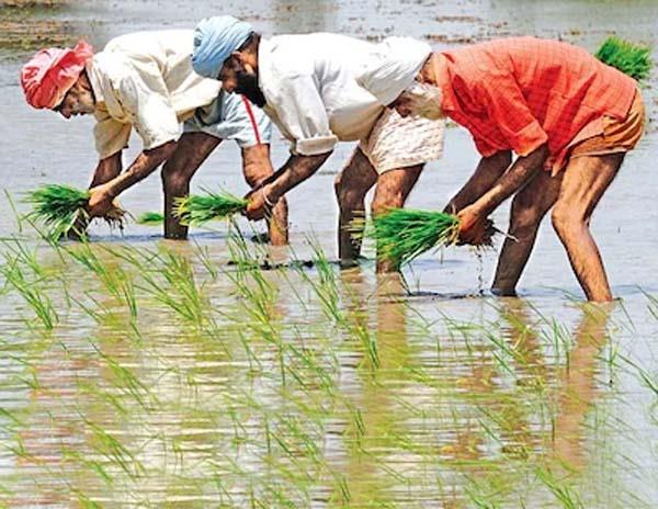 paddy crop  seeds  modification