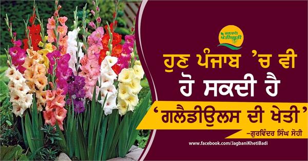 punjab gladiolus agriculture 