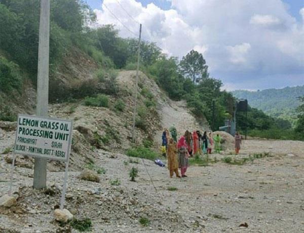 sirha village  jammu kashmir  lemongrass cultivation 