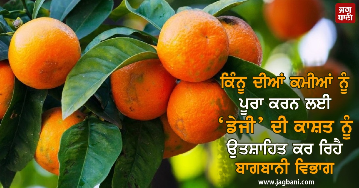 ਕਿੰਨੂ ਦੀਆਂ ਕਮੀਆਂ ਨੂੰ ਪੂਰਾ ਕਰਨ ਲਈ ‘ਡੇਜੀ’ ਦੀ ਕਾਸ਼ਤ ਨੂੰ ਉਤਸ਼ਾਹਿਤ ਕਰ ਰਿਹੈ ਬਾਗਬਾਨੀ ਵਿਭਾਗ