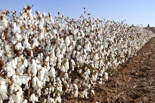 the cotton market fell head over heels