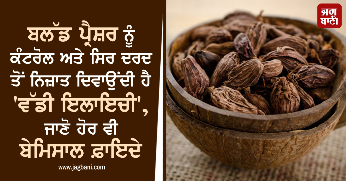 ਬਲੱਡ ਪ੍ਰੈਸ਼ਰ ਨੂੰ ਕੰਟਰੋਲ ਅਤੇ ਸਿਰ ਦਰਦ ਤੋਂ ਨਿਜ਼ਾਤ ਦਿਵਾਉਂਦੀ ਹੈ 'ਵੱਡੀ ਇਲਾਇਚੀ', ਜਾਣੋ ਹੋਰ ਵੀ ਬੇਮਿਸਾਲ ਫ਼ਾਇਦੇ