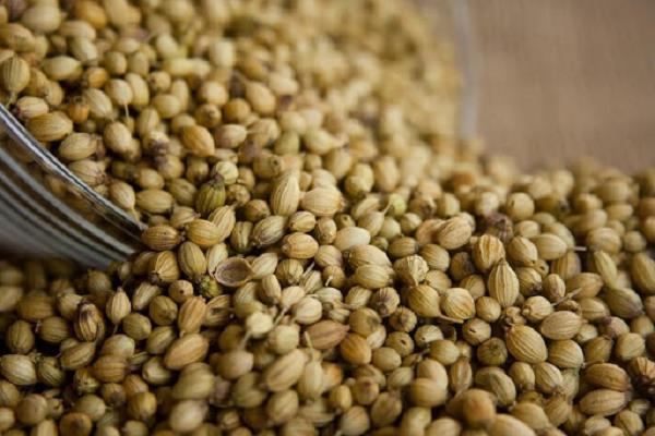 coriander water beneficial health empty stomach benefits