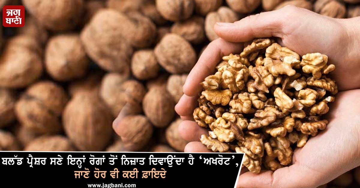 ਬਲੱਡ ਪ੍ਰੈਸ਼ਰ ਸਣੇ ਇਨ੍ਹਾਂ ਰੋਗਾਂ ਤੋਂ ਨਿਜ਼ਾਤ ਦਿਵਾਉਂਦਾ ਹੈ ‘ਅਖਰੋਟ’, ਜਾਣੋ ਹੋਰ ਵੀ ਕਈ ਫ਼ਾਇਦੇ