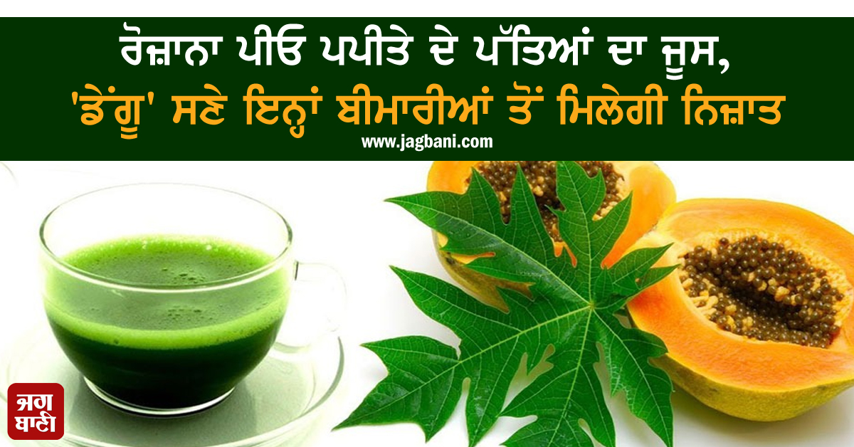 ਰੋਜ਼ਾਨਾ ਪੀਓ ਪਪੀਤੇ ਦੇ ਪੱਤਿਆਂ ਦਾ ਜੂਸ, 'ਡੇਂਗੂ' ਸਣੇ ਇਨ੍ਹਾਂ ਬੀਮਾਰੀਆਂ ਤੋਂ ਮਿਲੇਗੀ ਨਿਜ਼ਾਤ
