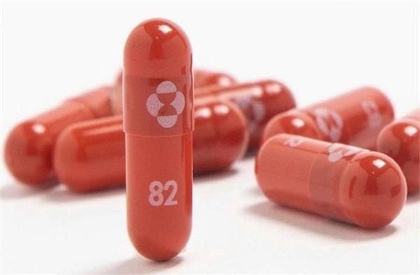 molnupiravir affects reproductive organs