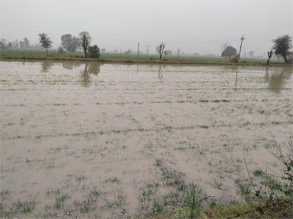 rains in sherpur cause severe damage to crops
