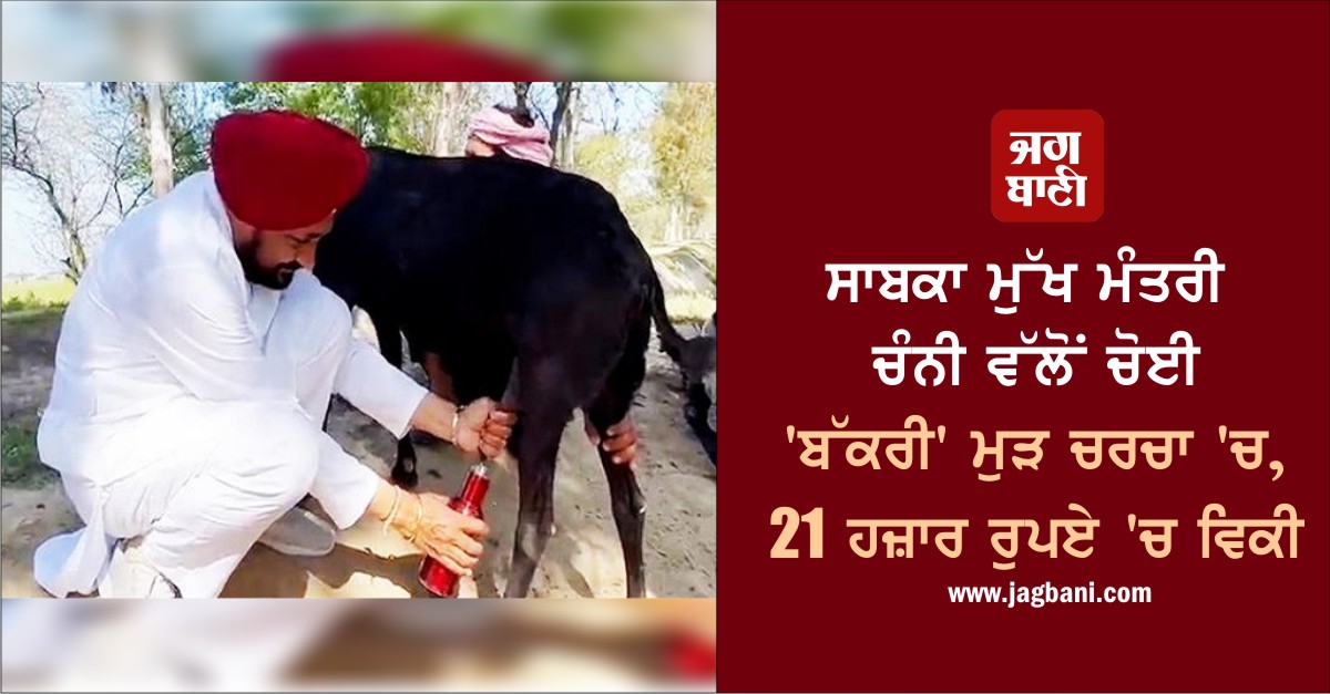 ਸਾਬਕਾ ਮੁੱਖ ਮੰਤਰੀ ਚੰਨੀ ਵੱਲੋਂ ਚੋਈ 'ਬੱਕਰੀ' ਮੁੜ ਚਰਚਾ 'ਚ, 21 ਹਜ਼ਾਰ ਰੁਪਏ 'ਚ ਵਿਕੀ
