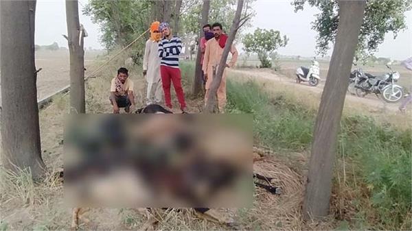 dozens of poor shepherds die of goat poisoning