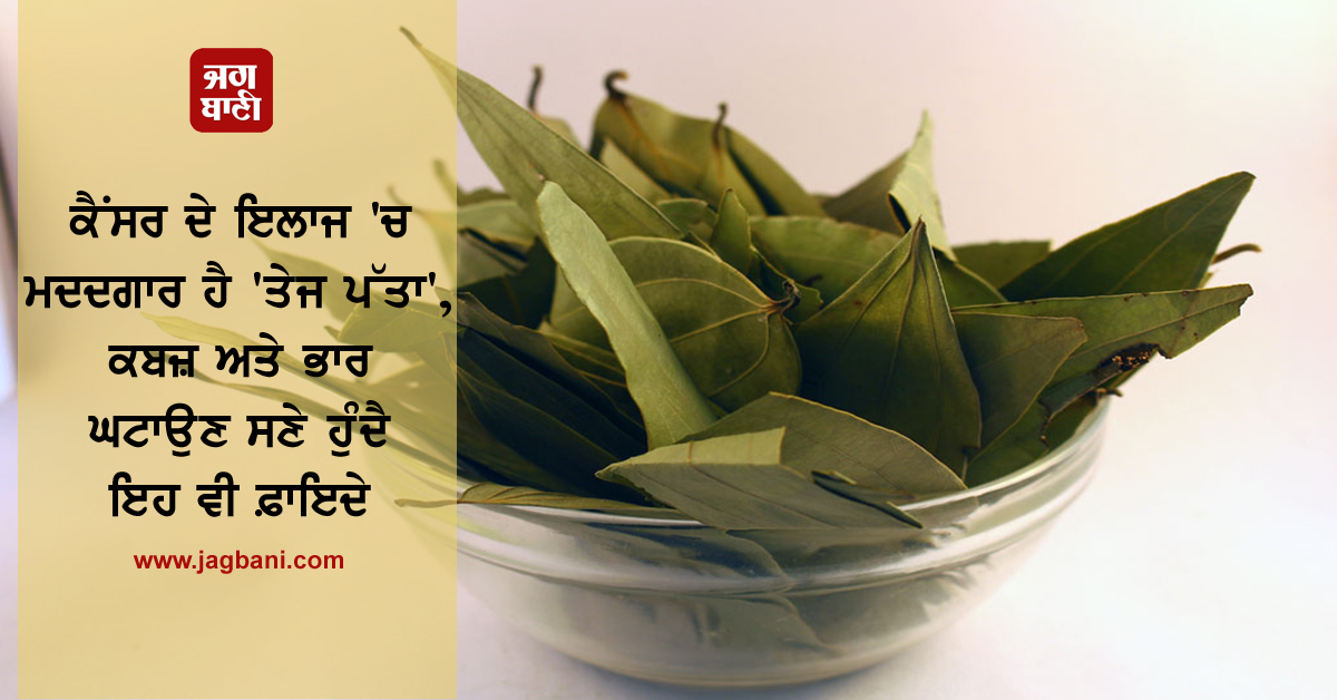 ਕੈਂਸਰ ਦੇ ਇਲਾਜ 'ਚ ਮਦਦਗਾਰ ਹੈ 'ਤੇਜ ਪੱਤਾ', ਕਬਜ਼ ਅਤੇ ਭਾਰ ਘਟਾਉਣ ਸਣੇ ਹੁੰਦੈ ਇਹ ਵੀ ਫ਼ਾਇਦੇ