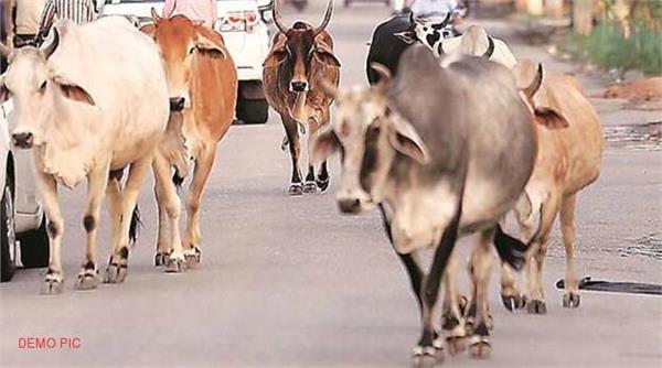 exposing the bully trade of bringing stray cattle from himachal