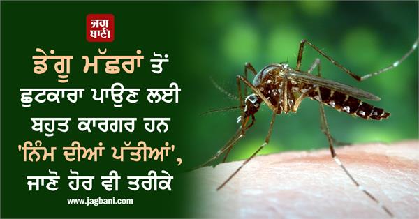 dengue prevention tips