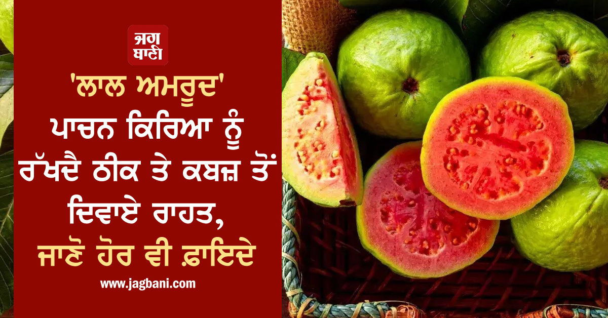 'ਲਾਲ ਅਮਰੂਦ' ਪਾਚਨ ਕਿਰਿਆ ਨੂੰ ਰੱਖਦੈ ਠੀਕ ਤੇ ਕਬਜ਼ ਤੋਂ ਦਿਵਾਏ ਰਾਹਤ, ਜਾਣੋ ਹੋਰ ਵੀ ਫ਼ਾਇਦੇ