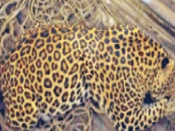 leopard dead body