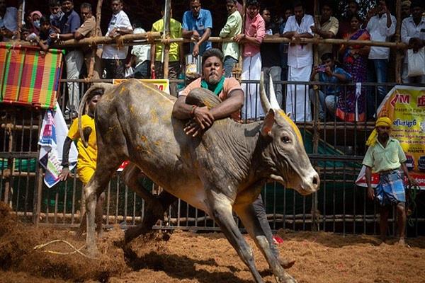 supreme court upholds validity of law allowing   jallikattu  