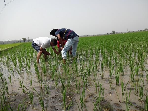 emphasis on chemical free farming in amritsar district chogawan