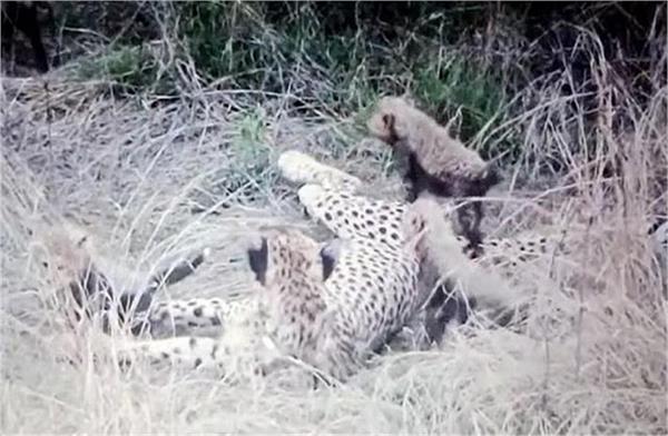 continuous death of leopards