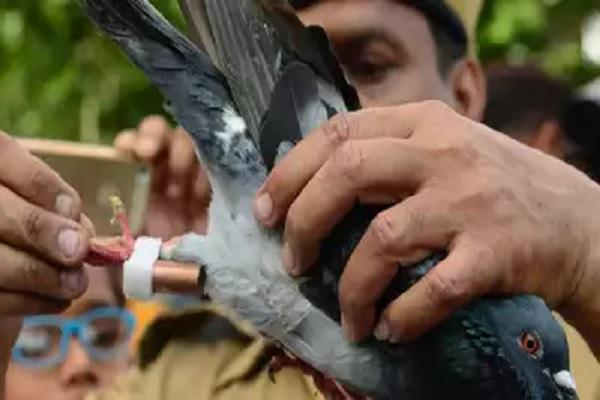 odisha police relies on pigeons even in the age of internet