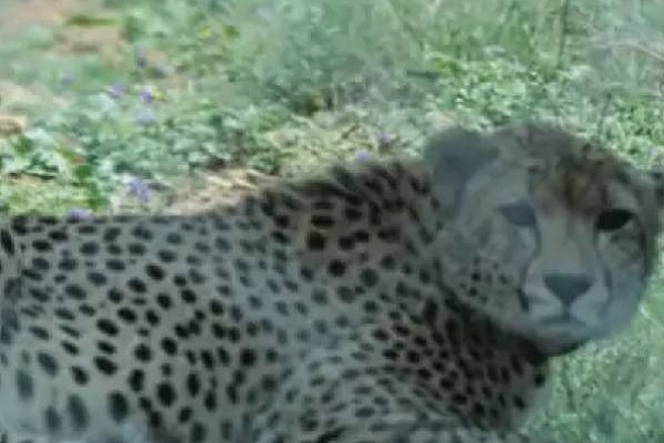 ਕੂਨੋ ''ਚ ਚੀਤੇ ਸੂਰਜ ਦੀ ਮਿਲੀ ਲਾਸ਼, ਹੁਣ ਤੱਕ 8 ਚੀਤਿਆਂ ਦੀ ਹੋਈ ਮੌਤ