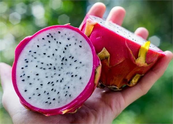 punjab farmers are agricultural cultivating apple and dragon fruit