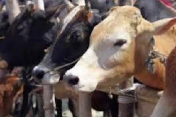 cow injured with sharp weapons