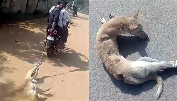 dog tied with a rope and dragged on road