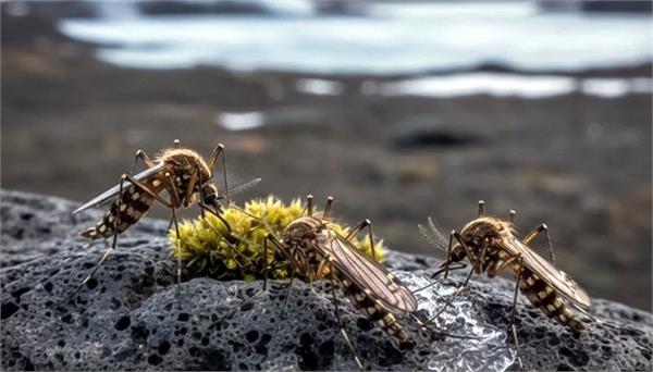 mosquitoes found for the first time in this country