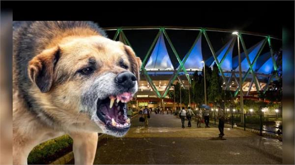 stray dogs attack during world championship