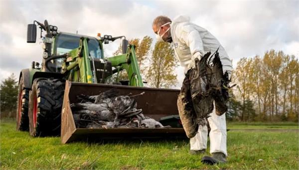 germany now in the grip of bird flu