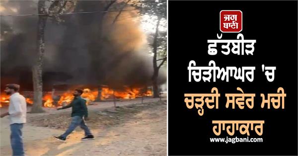 there was a commotion at chhatbir zoo at dawn