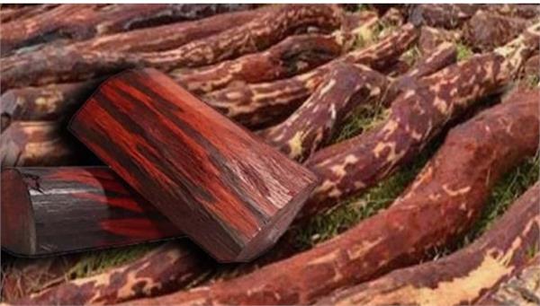 stf seizes 10 tonnes of red sandalwood