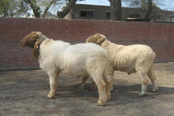 22 sheep of a shepherd died after eating something poisonous