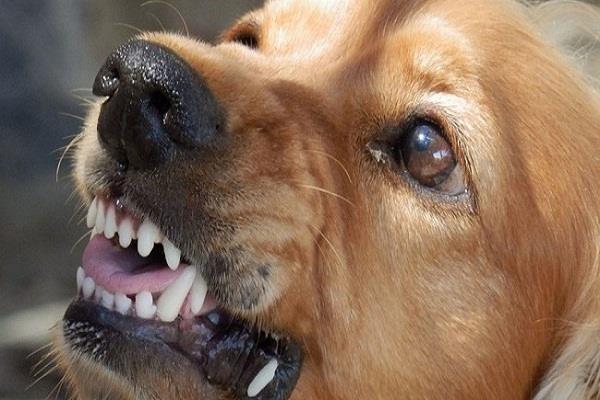 the terror of stray dogs