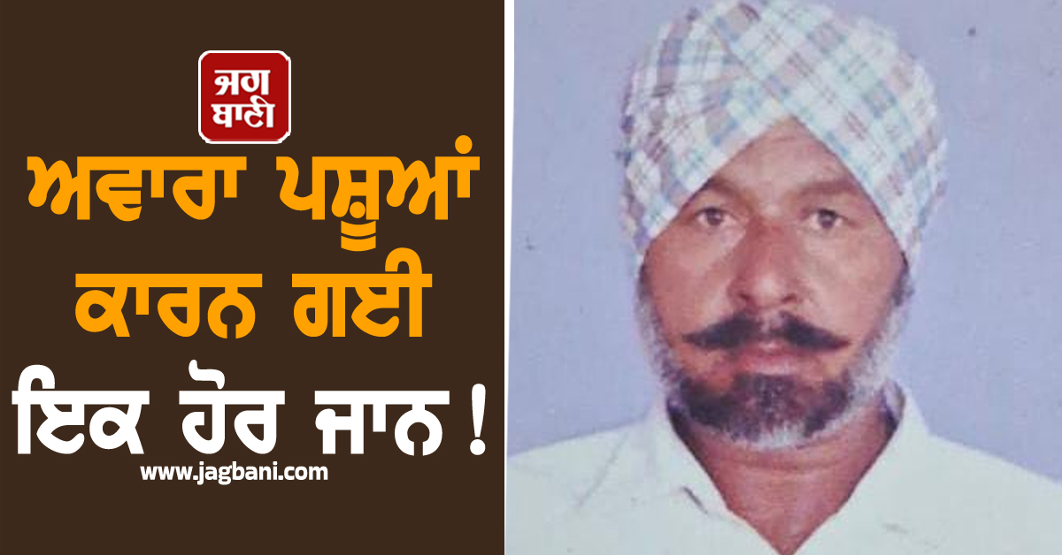 ਅਵਾਰਾ ਪਸ਼ੂਆਂ ਕਾਰਨ ਗਈ ਇਕ ਹੋਰ ਜਾਨ! ਚਮਕੌਰ ਸਿੰਘ ਦੀ ਹੋਈ ਦਰਦਨਾਕ ਮੌਤ