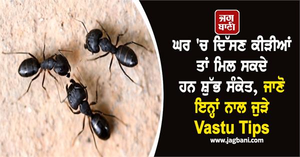 ants vastu tips house