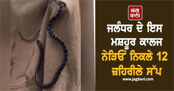 12 poisonous snakes found near college in jalandhar