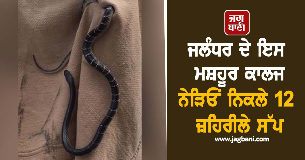 ਜਲੰਧਰ ਦੇ ਇਸ ਮਸ਼ਹੂਰ ਕਾਲਜ ਨੇੜਿਓਂ ਨਿਕਲੇ 12 ਜ਼ਹਿਰੀਲੇ ਸੱਪ, ਵੇਖ ਉੱਡੇ ਲੋਕਾਂ ਦੇ ਹੋਸ਼