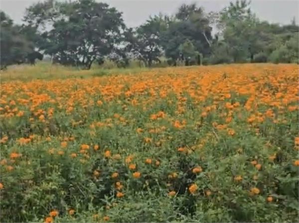 african marigold flower  farmer  income  company