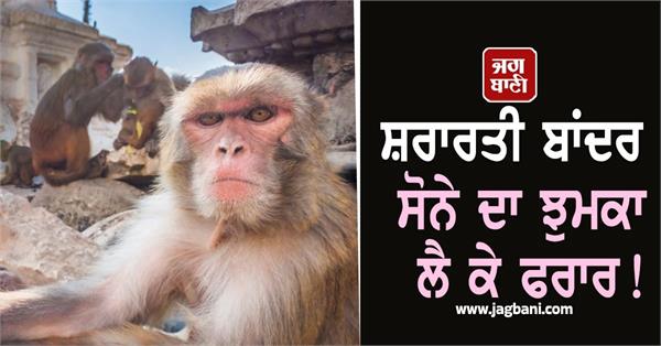 monkey ran away with gold earrings