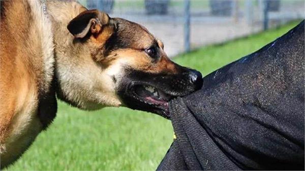 dog bite incidents in jammu and kashmir exceed two lakh  government
