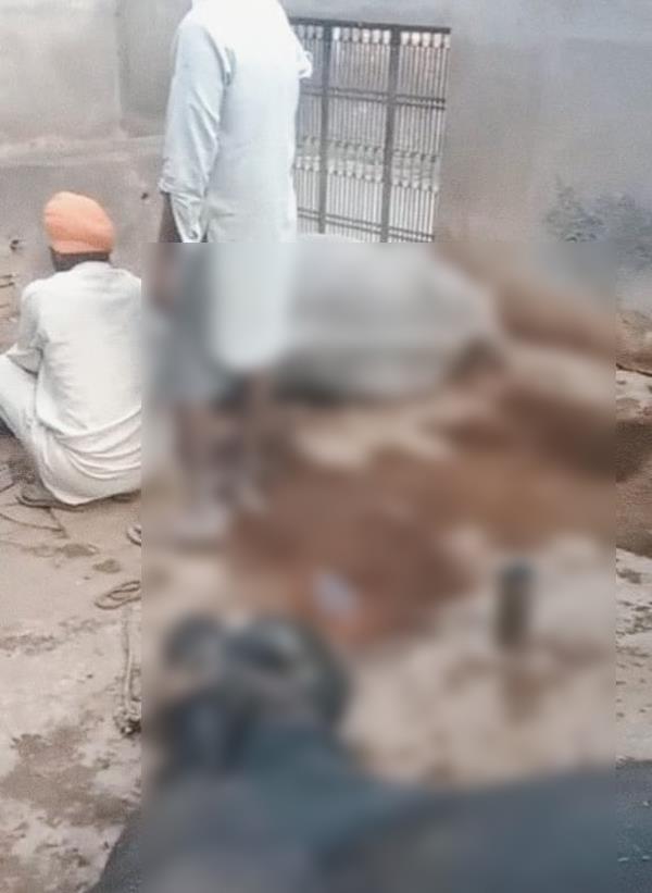 farmer  s 4 animals die suddenly on diwali