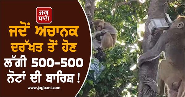 a monkey rained 500 rupee notes in prayagraj