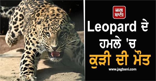 five year old girl dies in leopard attack