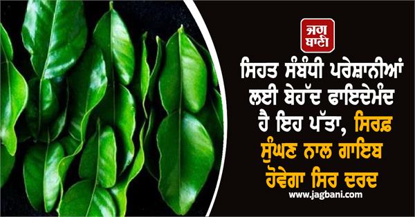 lemon leaves headache health