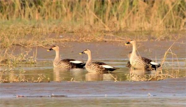 keshopur chhamb begins to flourish with migratory birds