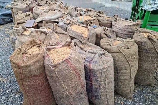 crops soaked in rain at khanna grain market